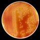 Illustration for article titled This Bacteria Can Make People See Christs Blood in Communion Wafers